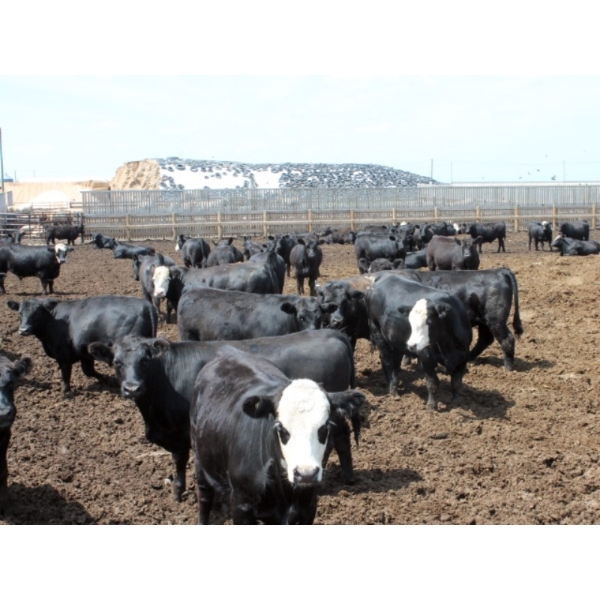 Poelman Farms - 925# July Delivery Steers - 135 Head (Granum, AB)