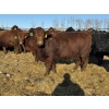 Image 3 : Fox Cattle Co. - 25 Red/RBF Simm X May Caving Bred Heifers (Foam Lake, SK)