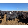 Image 5 : Cattlewood Farms Ltd. - 830# April Delivery Heifers - 70 Head (Vauxhall, AB)
