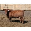 Image 2 : Barfus Farms - 25 Red Replacement Heifers (Cardston, AB)
