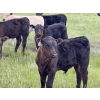 Image 4 : Dwayne Oborowsky - 560# October Delivery Steer Calves - 45 Head (Denholm, SK)