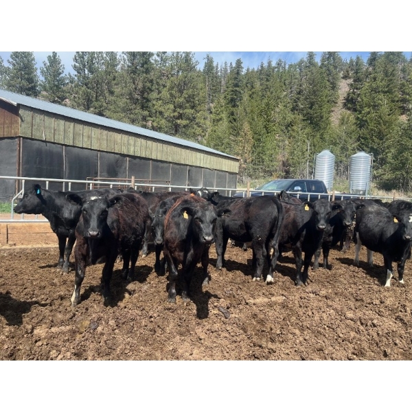 Moo Point Holdings - 790# Mixed Crossbreds - 80 Head (Merritt, BC)