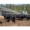 Image 1 : Moo Point Holdings - 790# Mixed Crossbreds - 80 Head (Merritt, BC)