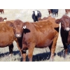 Image 3 : Scott & Gail Sapergia - 20 Red March/April Calving Bred Heifers (Hays, AB)