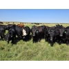 Image 2 : McDougald Ranch Ltd. - 1000# September Delivery Grass Steers - 160 Head (Maple Creek, SK)