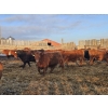 Image 10 : C.O. Johnson & Sons Ranches - 832# March Delivery Steers - 107 Head (Scandia, AB) VBP+