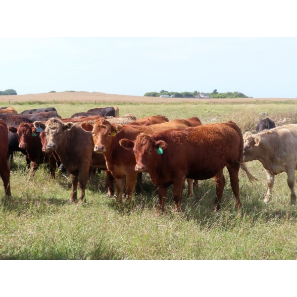 20/20 Ranching Ltd. - 900# September Delivery Grass Heifers - 210 Head (Midale, SK)