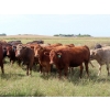 Image 1 : 20/20 Ranching Ltd. - 900# September Delivery Grass Heifers - 210 Head (Midale, SK)