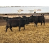 Image 2 : L&C Withage - 15 Black Replacement Heifers (Monarch, AB)