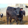 Image 8 : PSV Farms Ltd. - 840# June Delivery Heifers - 74 Head (Enchant, AB)