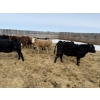 Image 16 : Vee Tee Feeders - 930# May Delivery Steers - 260 Head (Lloydminster, SK)