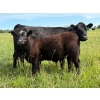 Image 3 : Bar 27 Stock Farm - 720# September Delivery Steer Calves - 85 Head (Spruce View, AB) VBP+