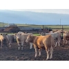 Image 5 : Cross Bar Ranch - 1000# July Delivery Heifers - 55 Head (Consort, AB)