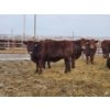 Image 9 : Hale Armstrong - 8 Red Heifers (Pen 413 - 415)