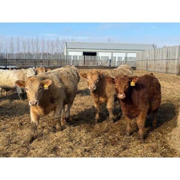 Corey & Kelly Fitzpatrick - 800# February Delivery Steers - 50 Head (Coulter, MB)