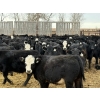 Image 5 : Leon Torkelson - 700# Dec/Jan Delivery Weaned Steers - 90 Head (Millicent, AB)