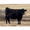 Image 6 : Cameron Smith - 40 Summer Calving Bred Cows (Blackfalds, AB)