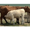 Image 11 : MacMillan Farming Co. - 545# July Delivery Steer Calves - 210 Head (Cayley, AB) VBP+