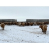 Image 3 : Four Harts Cattle Co. - 1000# March Delivery Steers - 83 Head (Vermilion, AB)