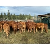 Image 1 : Bob & Donna, Nikita Leavitt - 540# October Delivery Heifer Calves - 30 Head (Kamloops, BC) VBP+