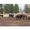 Image 6 : Avos Farms - 970# October Delivery Heifers - 64 Head (MacKay, AB)