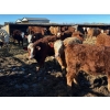 Image 2 : Bill Orlick - 900# February Delivery Steers - 70 Head (Calmar, AB)