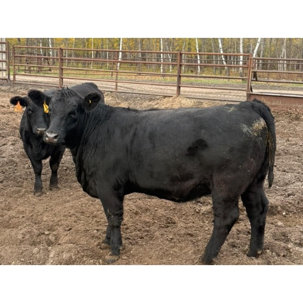 Bill Devos - 925# October Delivery Open Heifers - 38 Head (Fork River, MB)
