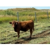 Image 4 : City View Farms Ltd. - 725# October Delivery Steer Calves - 81 Head (Moose Jaw, SK) VBP+