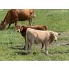 Image 4 : Dick Lawrence  - 680# October Delivery Steer Calves - 90 Head (Pine Lake, AB)