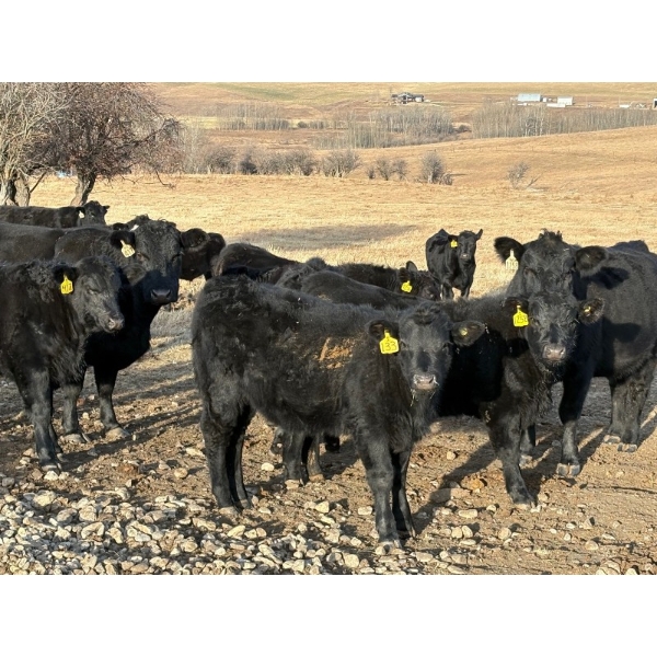 W. A. Ranches at the U of C - 550# November Delivery Steer Calves - 200 Head (Cochrane, AB) VBP+