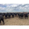 Image 5 : Babcock Livestock - 930# August Delivery Heifers - 212 Head (Czar, AB)
