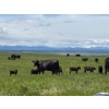 Image 3 : Dana Boothby - 550# October Delivery Steer Calves - 110 Head (Cochrane, AB)
