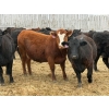 Image 4 : C & L Livestock - 18 Red 2nd & 3rd Calf 3-Way Pairs (Edam, SK) VBP+