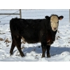 Image 6 : Nelson Creek Ranch - 21 BBF/BWF Replacement Heifers (Claresholm, AB)