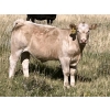 Image 5 : MacMillan Farming Co. - 680# Steer Calves - 93 Head (Cayley, AB) VBP+