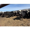 Image 8 : Nelson Creek Ranch - 25 BBF/BWF Angus/Hereford X Replacement Heifers (Claresholm, AB)