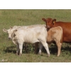 Image 6 : Bar T Livestock - 535# October Delivery Steer Calves - 115 Head (Earl Grey, SK)