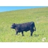 Image 7 : Ron Holmes - 550# October Delivery Steer Calves - 100 Head (Cochrane, AB)