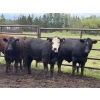 Image 2 : Bruce & Judy Dickson - 943# June Delivery Steers - 63 Head (Leslieville, AB)