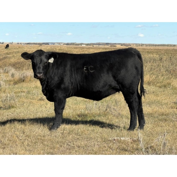 Miller Farms Ltd. - 660# October Delivery Heifer Calves - 35 Head (Acme, AB) VBP+