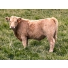 Image 3 : Holst Farms Ltd. - 700# October Delivery Steer Calves - 88 Head (Hays, AB)