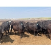 Image 4 : Babcock Livestock - 890# August Delivery Heifers - 114 Head (Consort, AB)