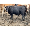 Image 4 : Birch Island Land & Cattle - 1125# July Delivery Steers - 54 Head (Rhein, SK)