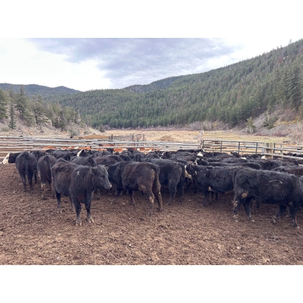 Frolek Cattle Co. - 635# March/April Delivery Heifers - 150 Head (Knutsford, BC)