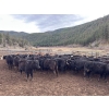 Image 1 : Frolek Cattle Co. - 635# March/April Delivery Heifers - 150 Head (Knutsford, BC)