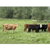 Image 6 : Shane & Tanya Roberts - 1030# September Delivery Grass Steers - 60 Head (Leslieville, AB)
