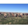Image 2 : Kirk Goldsmith - 890# October Delivery Grass Heifers - 117 Head (Veteran, AB)
