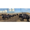 Image 3 : Ripple Rock Ranch - 700# June Delivery Heifers - 90 Head (Fincastle, AB)