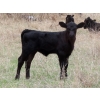 Image 8 : Lamb Cattle Company - 475# October Delivery Heifer Calves - 250 Head (Hanley, SK)