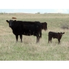 Image 7 : Lamb Cattle Company - 500# October Delivery Steer Calves - 245 Head (Hanley, SK)